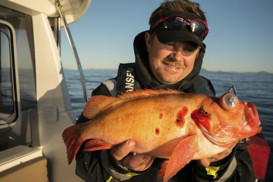 Et eksemplar av turens «target fish»–ueren. Den røde skapningen fra dypet er en delikatesse og fanges pelagisk i nærheten av kraftige dypendringer i havet. Har du først fått en og spist den–blir det garantert ikke siste gangen du søker etter uer i vannmassene. Et eksemplar av turens «target fish»–ueren. Den røde skapningen fra dypet er en delikatesse og fanges pelagisk i nærheten av kraftige dypendringer i havet. Har du først fått en og spist den–blir det garantert ikke siste gangen du søker etter uer i vannmassene.