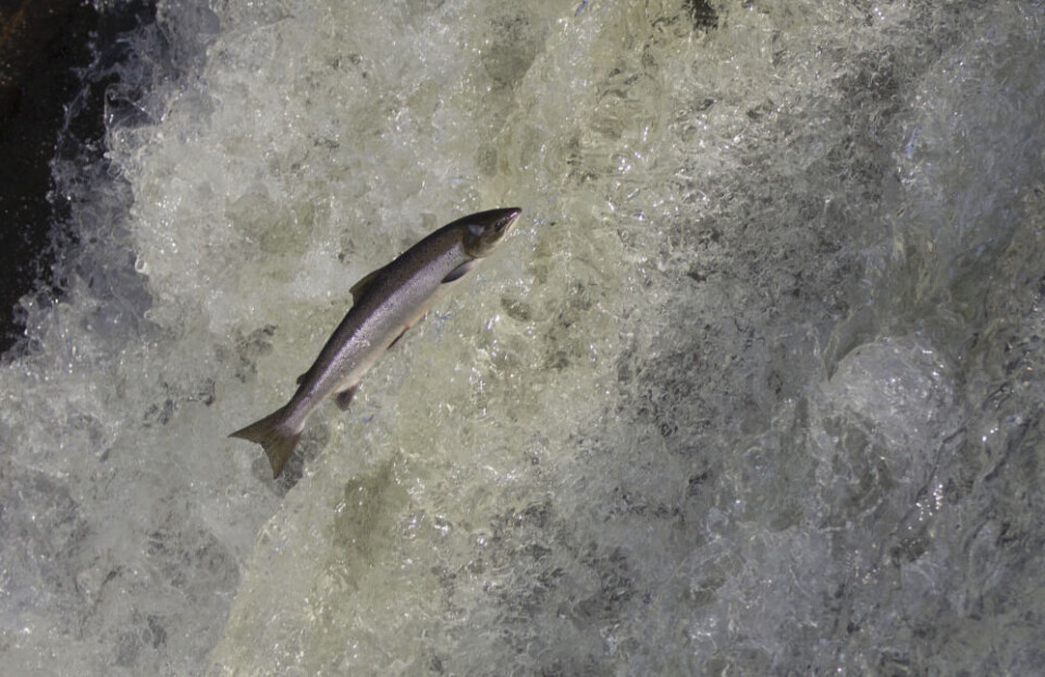 Når laksen starter sin vandring fra havet, har den store energireserver i kroppen for å mestre den lange reisen til gyteplassene. Disse kreftene skal brukes til å vandre opp elva, forsere fosser og opprettholde sine livsfunksjoner fram mot gytetida. Når laksen starter sin vandring fra havet, har den store energireserver i kroppen for å mestre den lange reisen til gyteplassene. Disse kreftene skal brukes til å vandre opp elva, forsere fosser og opprettholde sine livsfunksjoner fram mot gytetida.