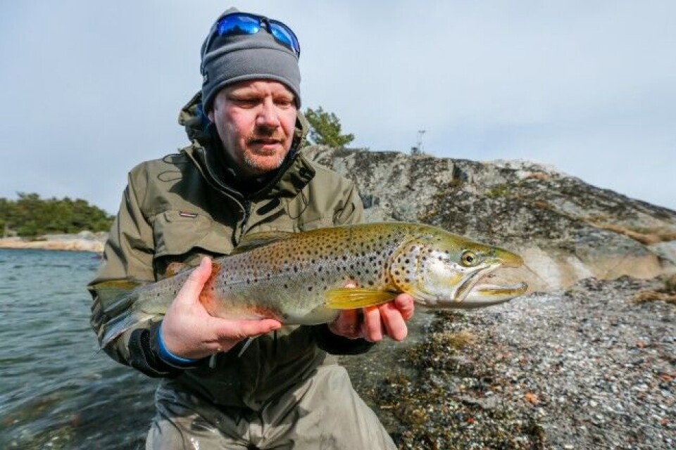 Artikkelforfatter har knekt koden, her med et flott eksemplar, tatt i en grunn vik i slutten av april. Artikkelforfatter har knekt koden, her med et flott eksemplar, tatt i en grunn vik i slutten av april.