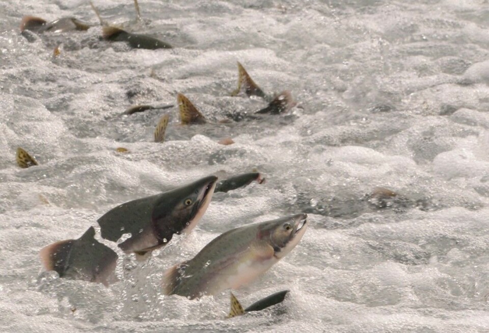 Pukkellaksen hører opprinnelig til i Stillehavet, men ble på 50-tallet satt ut i vassdrag på Kolahalvøya i Russland. På 1960-tallet begynte fisken å spre seg til nordnorske elver.