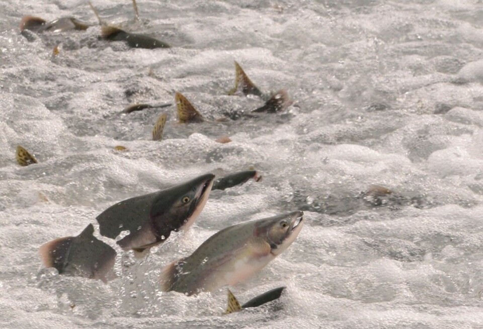 Pukkellaksen hører opprinnelig til i Stillehavet, men ble på 50-tallet satt ut i vassdrag på Kolahalvøya i Russland. På 1960-tallet begynte fisken å spre seg til nordnorske elver. Pukkellaksen hører opprinnelig til i Stillehavet, men ble på 50-tallet satt ut i vassdrag på Kolahalvøya i Russland. På 1960-tallet begynte fisken å spre seg til nordnorske elver.