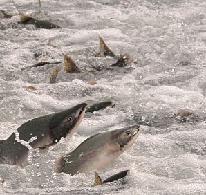 Frykter tidobling av pukkellaks i Finnmark