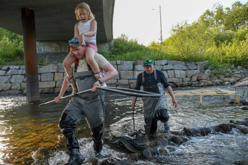 Kenneth Stålsett i SVJFF har sammen med en rekke andre frivillige brukt store deler av sommeren på å fjerne uønsket pukkellaks fra elvene i Øst-Finnmark. Her er han i aksjon sammen med datteren Leah og Iver Magga.