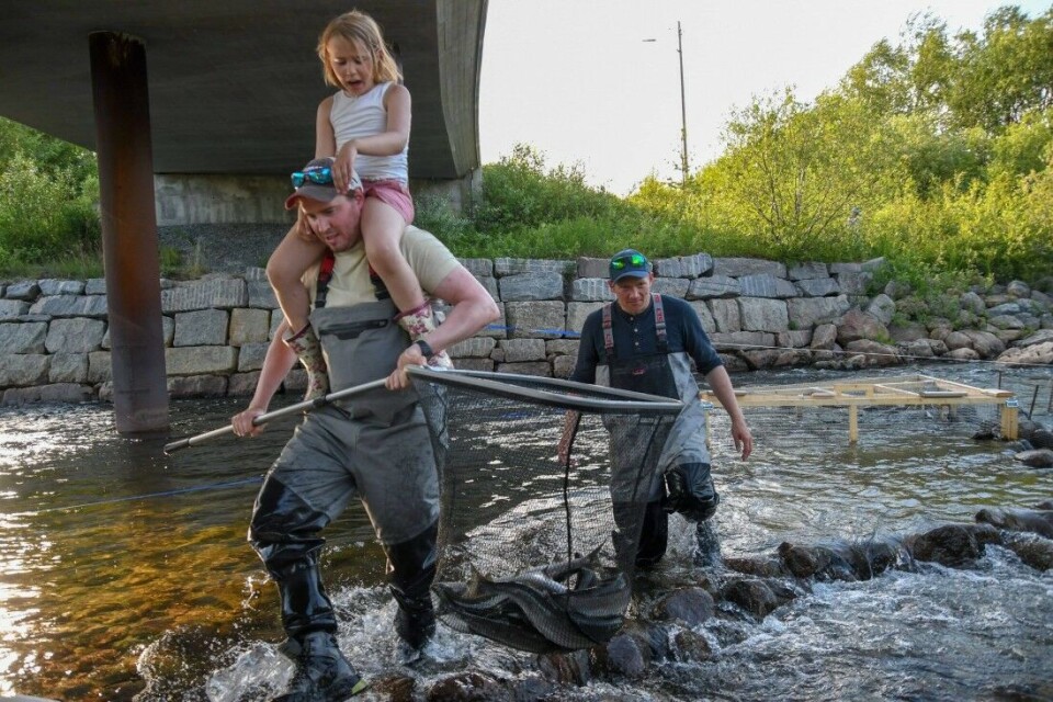 Kenneth Stålsett i SVJFF har sammen med en rekke andre frivillige brukt store deler av sommeren på å fjerne uønsket pukkellaks fra elvene i Øst-Finnmark. Her er han i aksjon sammen med datteren Leah og Iver Magga. Kenneth Stålsett i SVJFF har sammen med en rekke andre frivillige brukt store deler av sommeren på å fjerne uønsket pukkellaks fra elvene i Øst-Finnmark. Her er han i aksjon sammen med datteren Leah og Iver Magga.