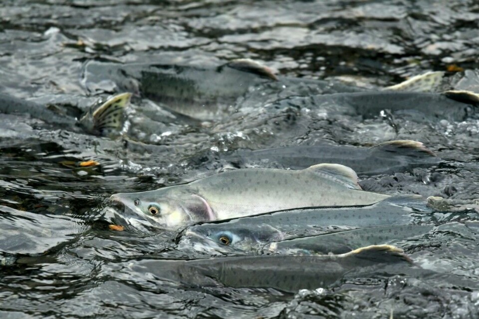 Pukkellaksen er en ny og uønsket art i norske elver. Fisken er lett gjenkjennlig på flekkene på halefinnen, på gytedrakten hos begge kjønn, og ikke minst på pukkelen hannene utvikler etter kort tid i elva.