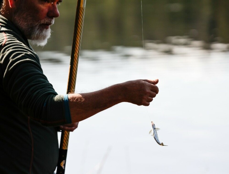 Veteranen Pål Fjeld er alltid å regne med i konkurransen om topplasseringene i NM, enten det er meite eller isfiske. Denne gangen ble det nok for mye laue, og for lite abbor. Men det holdt til NM-sølv i lagkonkurransen og tredjeplass i klassen Veteran – Herrer. Veteranen Pål Fjeld er alltid å regne med i konkurransen om topplasseringene i NM, enten det er meite eller isfiske. Denne gangen ble det nok for mye laue, og for lite abbor. Men det holdt til NM-sølv i lagkonkurransen og tredjeplass i klassen Veteran – Herrer.