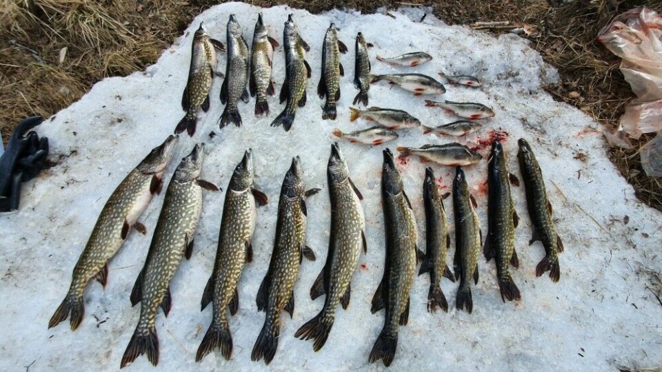 Første fangstdag i år resulterte i 20 kilo med fisk.