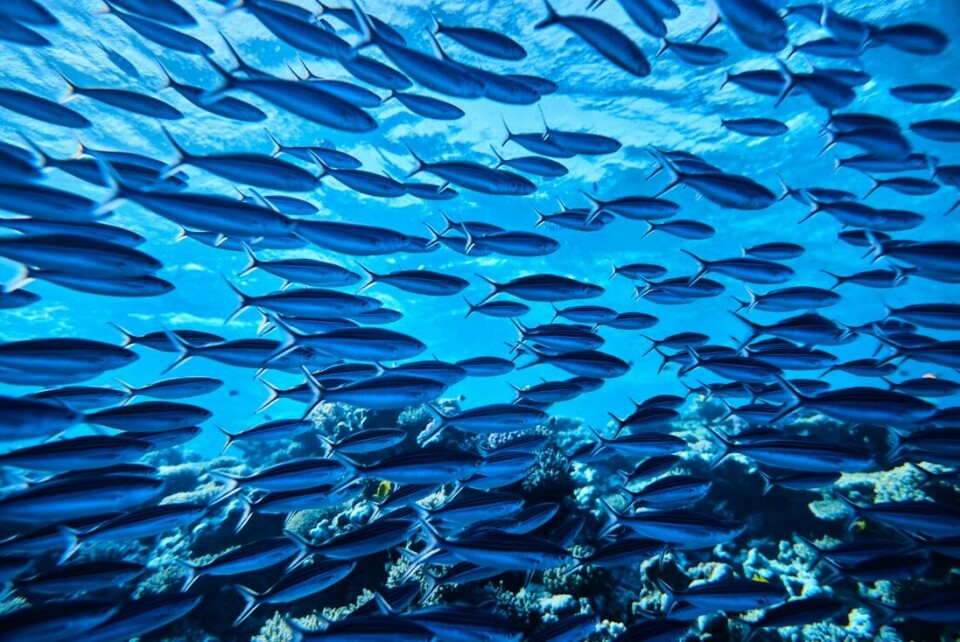 – Den globale oppvarmingen har forandret livet i havet de siste 60 årene, sier Mark Costello, professor i marinbiologi ved Universitetet i Auckland, som er medforfatter av rapporten.