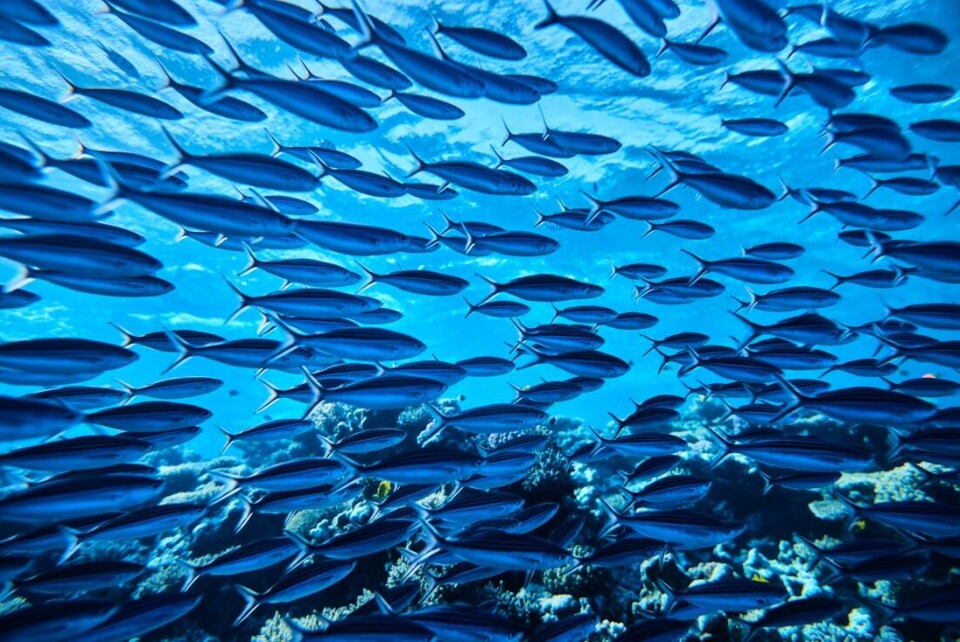 – Den globale oppvarmingen har forandret livet i havet de siste 60 årene, sier Mark Costello, professor i marinbiologi ved Universitetet i Auckland, som er medforfatter av rapporten. – Den globale oppvarmingen har forandret livet i havet de siste 60 årene, sier Mark Costello, professor i marinbiologi ved Universitetet i Auckland, som er medforfatter av rapporten.