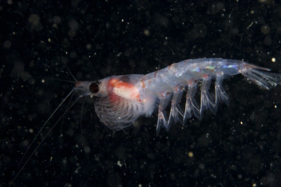 De fleste massedødsfall blant krepsdyr knyttes ikke til lakselusmidler – men krill blir påvirket