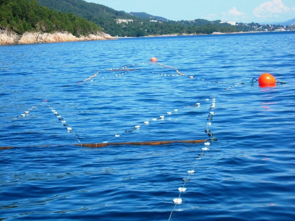 Miljødirektoratet ønsker å stenge for fiske med kilenøter i 31 sjøregioner kommende sommer.
