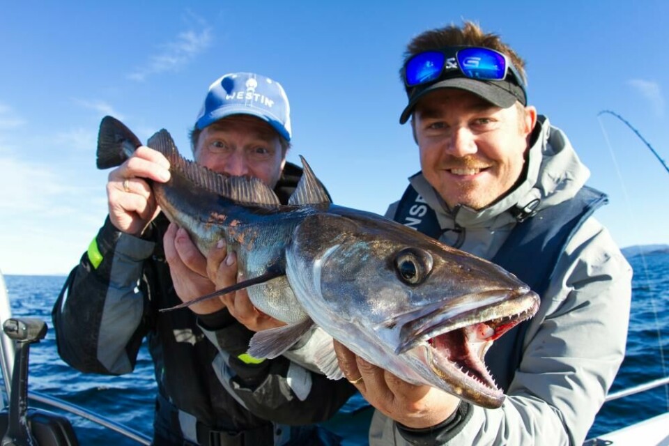 Lysing er en delikatesse verdt å juble for. Over alt i dypet på Møre har man gode muligheter for å treffe på den sære og velsmakende fisken med den imponerende tanngarden.
