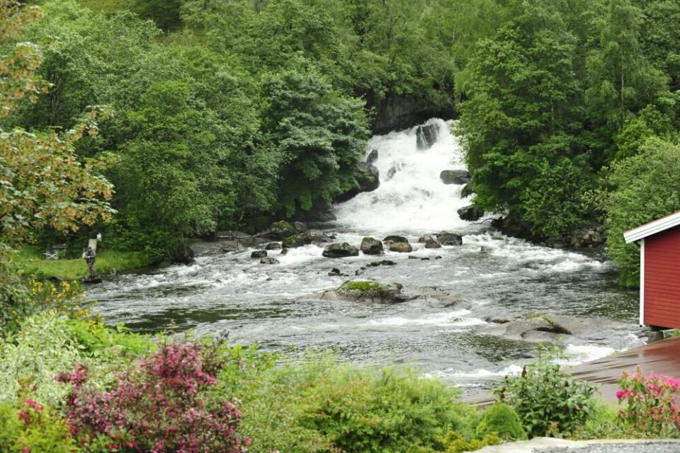 Oppsalfoss like ovenfor sentrum er først hinder for laksen. Oppsalfoss like ovenfor sentrum er først hinder for laksen.