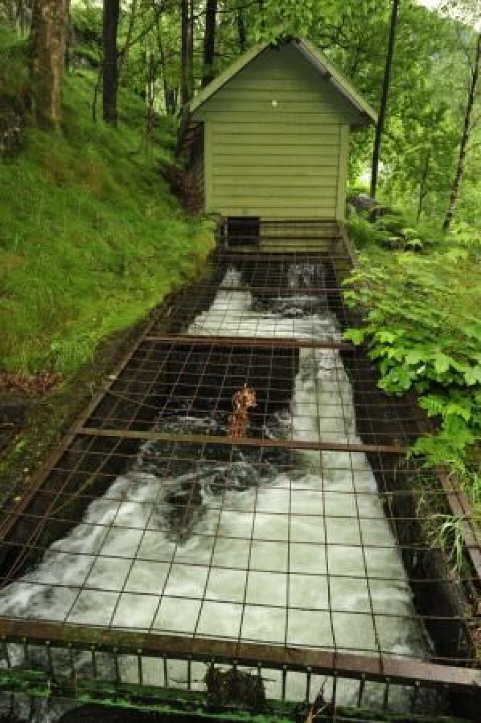 Det er montert videoteller i laksetrappa i Oppsalfoss. Det er montert videoteller i laksetrappa i Oppsalfoss.