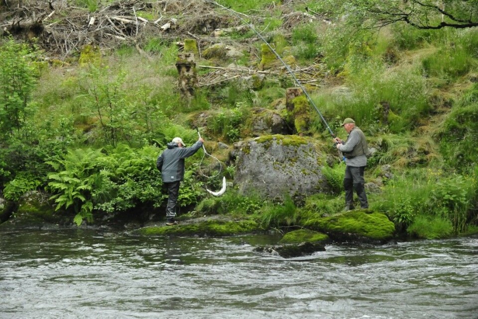 Lakserus i Vikedalselva