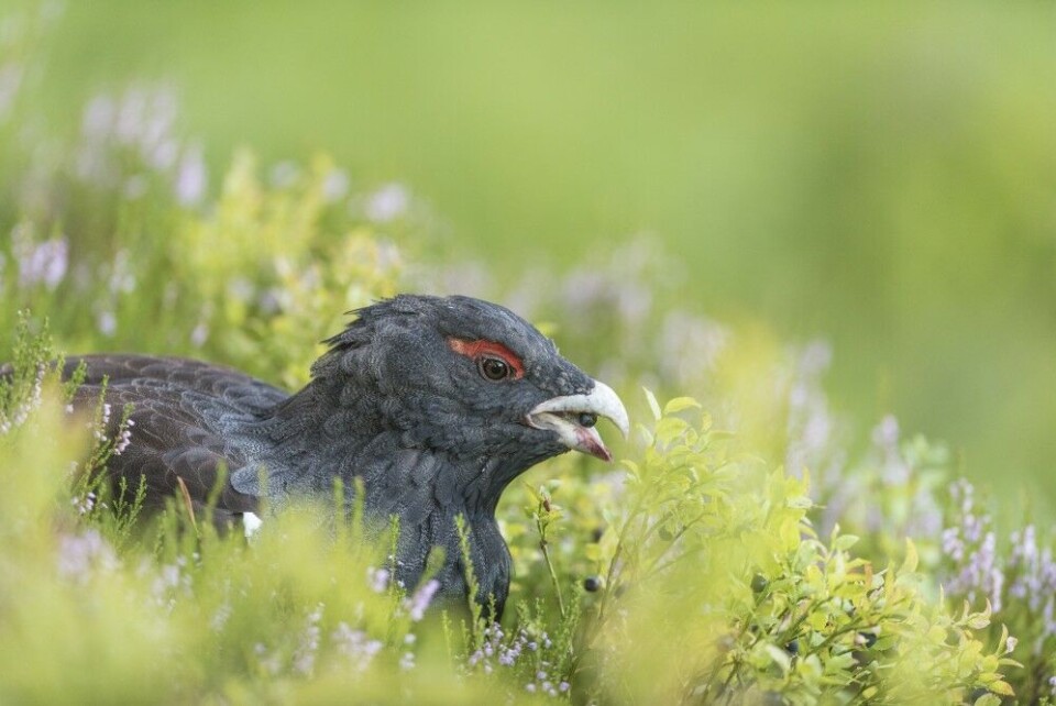 For jeger med spets er det en fordel om tiuren har beitet en stund på bakken før jakta starter. Du kan tillate deg å ta det litt rolig på morgenkvisten. For jeger med spets er det en fordel om tiuren har beitet en stund på bakken før jakta starter. Du kan tillate deg å ta det litt rolig på morgenkvisten.