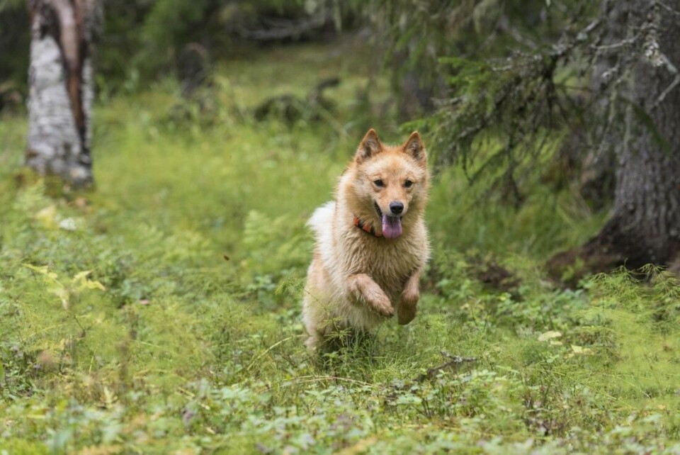 Spetshundene er lette i kroppen og bruker både lukt, syn og hørsel for å lokalisere fuglen. Den ultimate skogsfuglhund? Spetshundene er lette i kroppen og bruker både lukt, syn og hørsel for å lokalisere fuglen. Den ultimate skogsfuglhund?