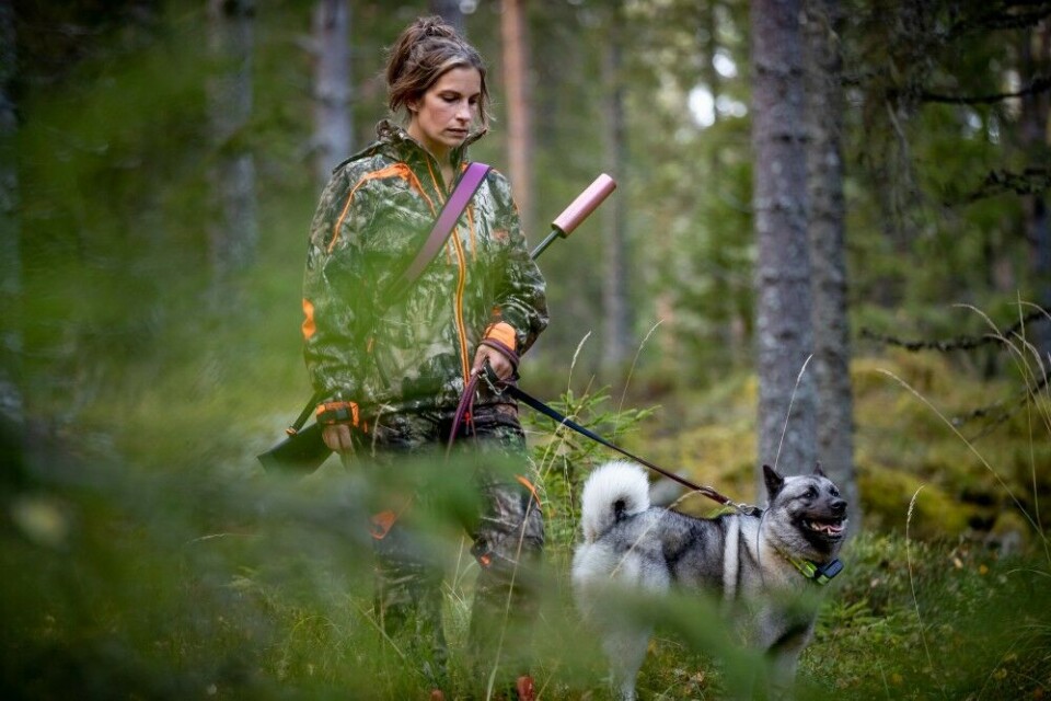 Kombinert løshund og bandhund? Javsst! Det å få unghunden til å være taus i bandet er i stor grad en treningssak, sier Anita Skedsmo. Kombinert løshund og bandhund? Javsst! Det å få unghunden til å være taus i bandet er i stor grad en treningssak, sier Anita Skedsmo.