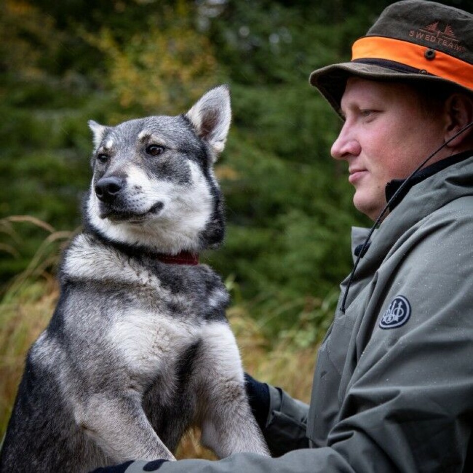 Jämthunden Sookie, her med Erlend Herrebrøden, er drøye året gammel. Etter at Jakt & Fiske var i Mangen, tok Erlend henne med til Engerdal. Der ble det bl.a felt en 14-takker for henne! Jämthunden Sookie, her med Erlend Herrebrøden, er drøye året gammel. Etter at Jakt & Fiske var i Mangen, tok Erlend henne med til Engerdal. Der ble det bl.a felt en 14-takker for henne!