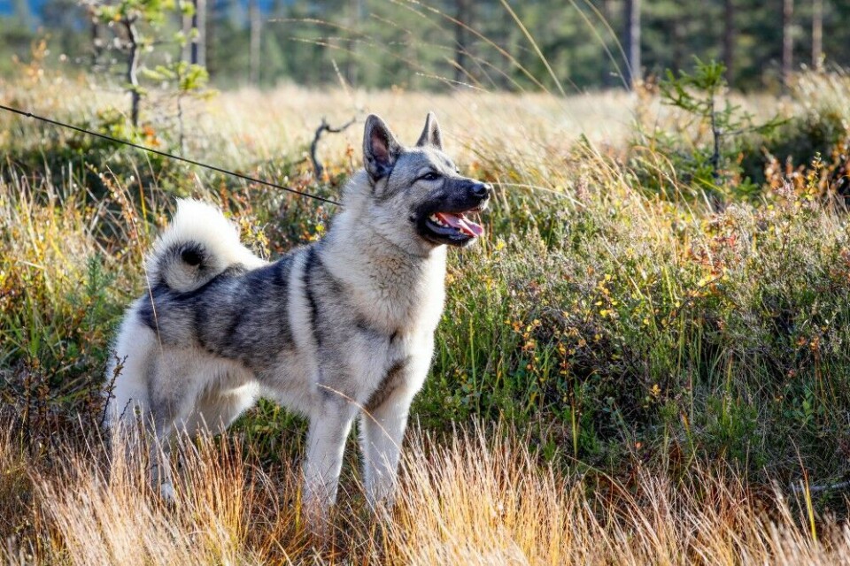 Det er ikke mange hunder som har greid denne Det er ikke mange hunder som har greid denne