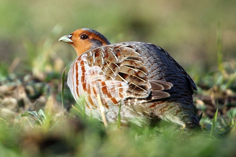 Birdlife Norge mener at man må finne andre måter å trene fuglehunder på enn å sette ut fasan og rapphøns. – Skal man ha en levedyktig bestand av sistnevnte art, er det andre tiltak enn utsetting som må til, sier generalsekretær Kjetil Aadne Solbakken. Birdlife Norge mener at man må finne andre måter å trene fuglehunder på enn å sette ut fasan og rapphøns. – Skal man ha en levedyktig bestand av sistnevnte art, er det andre tiltak enn utsetting som må til, sier generalsekretær Kjetil Aadne Solbakken.