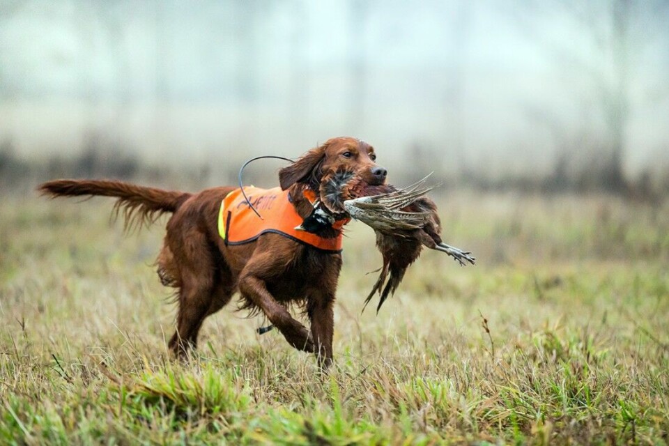 Hundens alder og resul- tater på jaktprøver i løpet av fjoråret veier tungt i vurderingen av kandi- dater til den prestisjefylte tittelen «Årets jakthund».