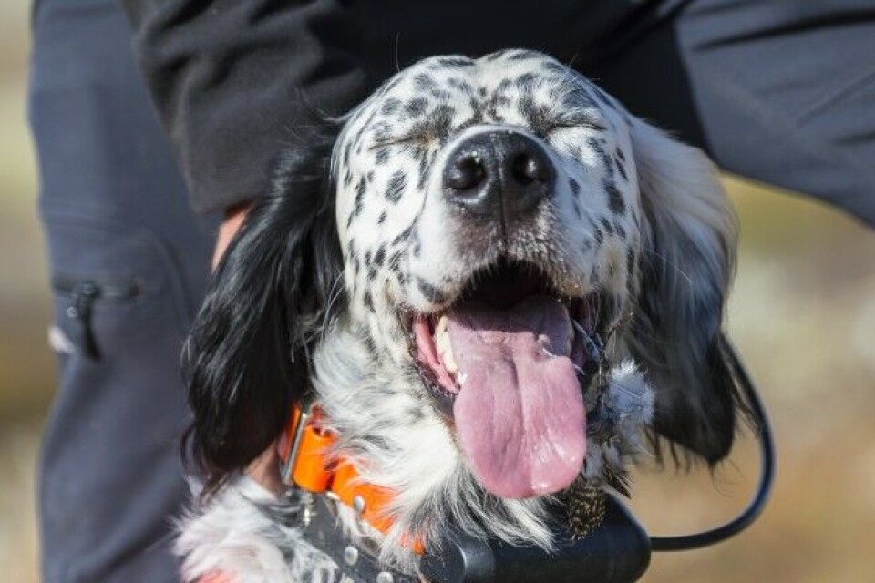 Engelsksetter Espresso fikk et langt og aktivt liv i rypefjellet. Bedre kan ikke en fuglehund ha det. Engelsksetter Espresso fikk et langt og aktivt liv i rypefjellet. Bedre kan ikke en fuglehund ha det.