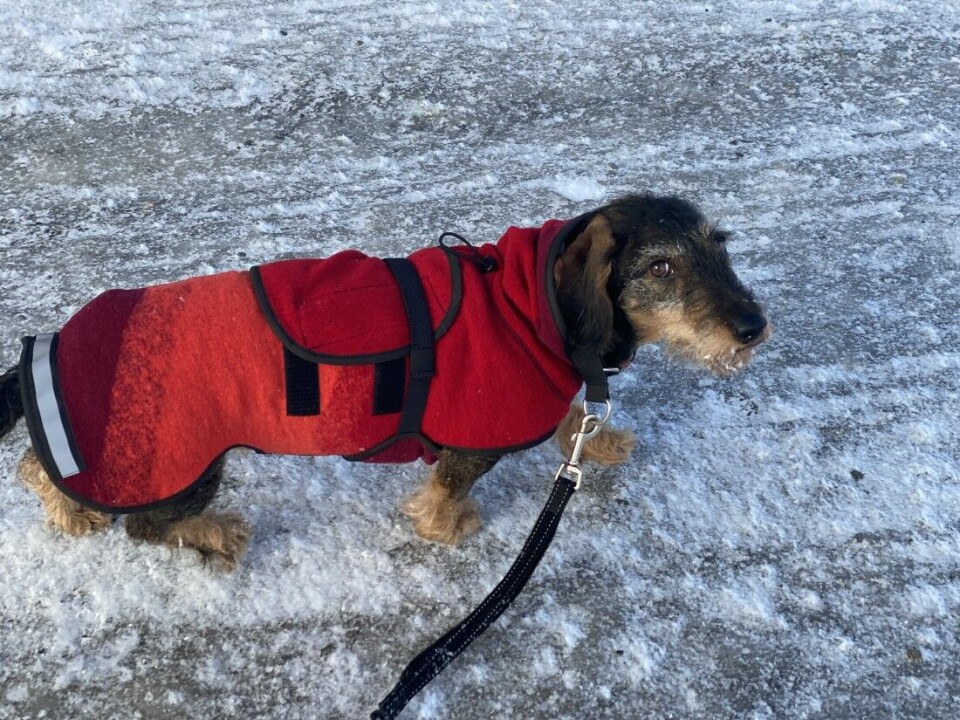 Unngå saltete veier og spander på deg et hundedekken for å holde hunden varm. Unngå saltete veier og spander på deg et hundedekken for å holde hunden varm.