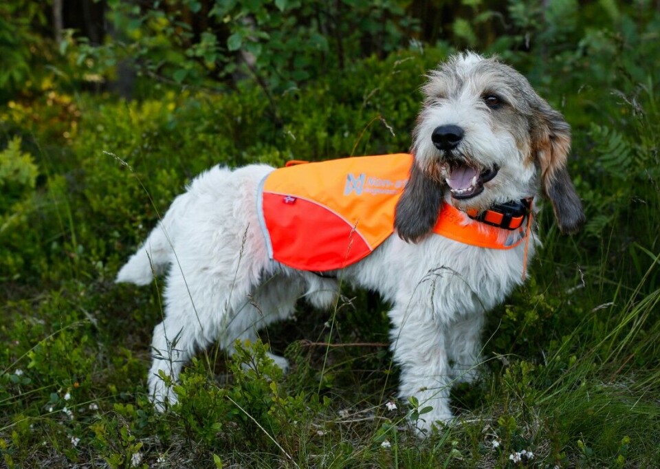 Basset Zorba har allerede forsynt seg godt av premiebordet på drevprøver i Norge og Sverige. Basset Zorba har allerede forsynt seg godt av premiebordet på drevprøver i Norge og Sverige.