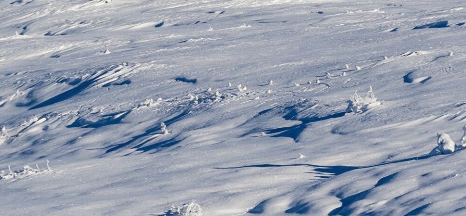 Rapingen avslører dem. Flere titalls fjellryper som soler seg i ettermiddagssola er en fryd for øyet. Rapingen avslører dem. Flere titalls fjellryper som soler seg i ettermiddagssola er en fryd for øyet.