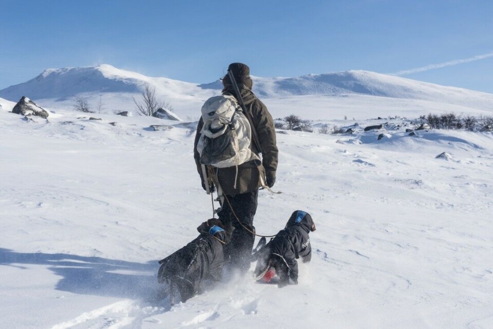 Det blåser friskt på snaufjellet, men tar man de rette forholdsreglene, kan jakta bli riktig så trivelig for både to- og firbeinte. Hunder som ikke er i slipp, får gå med varmedekken. Det blåser friskt på snaufjellet, men tar man de rette forholdsreglene, kan jakta bli riktig så trivelig for både to- og firbeinte. Hunder som ikke er i slipp, får gå med varmedekken.