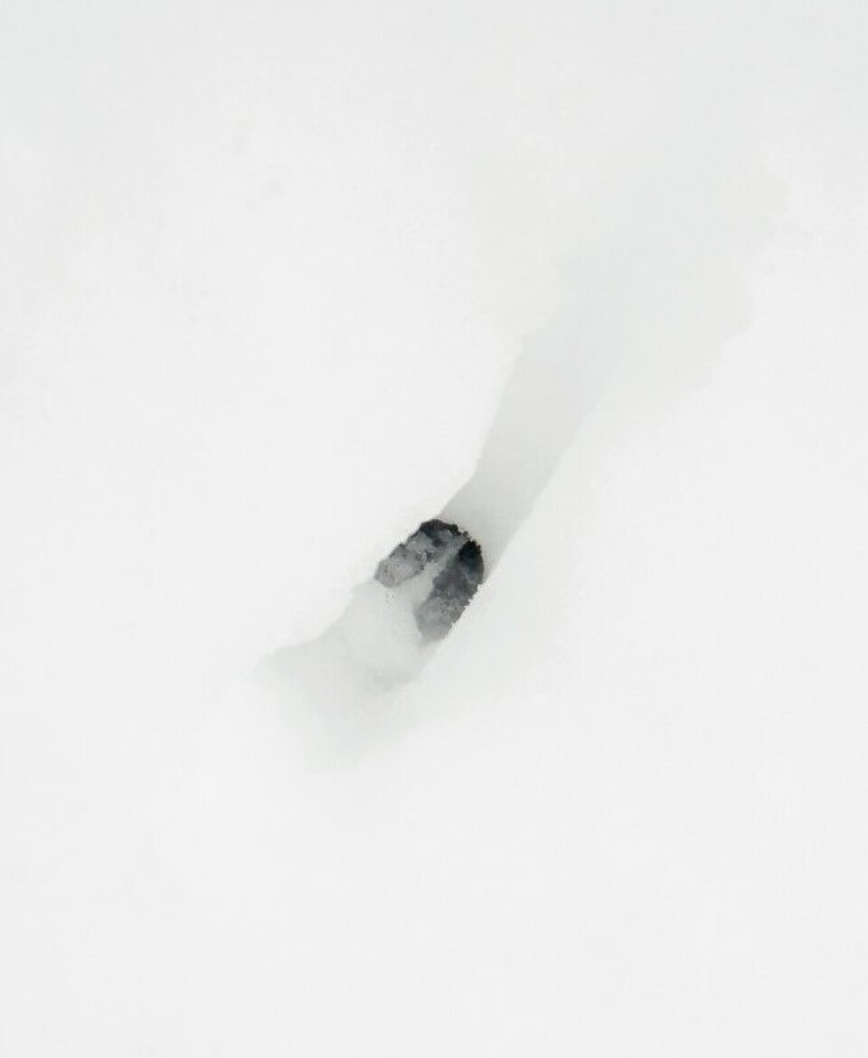 … men det skal mye snø til før basset artesien normand Hjortefall’s Duke, alias Ludde, lar seg stanse. … men det skal mye snø til før basset artesien normand Hjortefall’s Duke, alias Ludde, lar seg stanse.