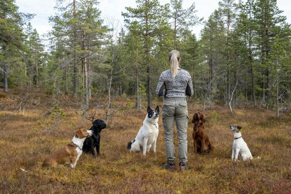 Skal du oppnå god kontakt, må du gi hunden grunn til å oppleve deg som en interessant og spennende ressurs. Skal du oppnå god kontakt, må du gi hunden grunn til å oppleve deg som en interessant og spennende ressurs.