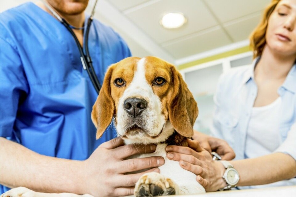 Mistanken styrket om at hundesykdom skyldes enkeltbakterie