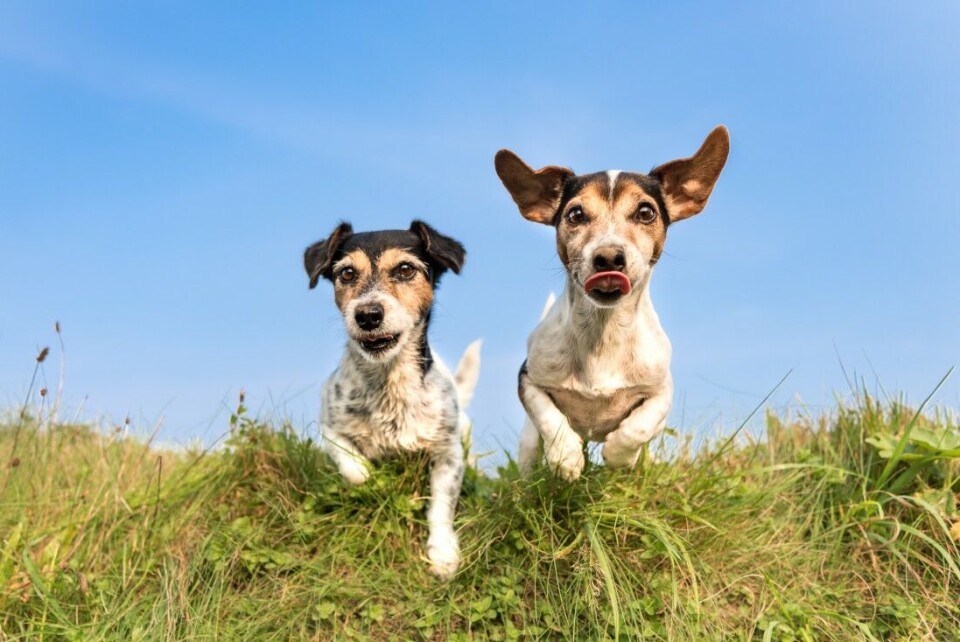 Hundearrangementer kan starte igjen