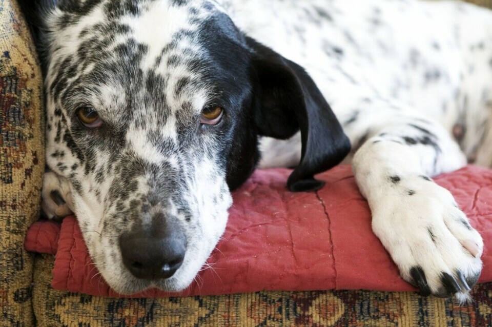 Ikke sikkert hundesykdommen blir identifisert