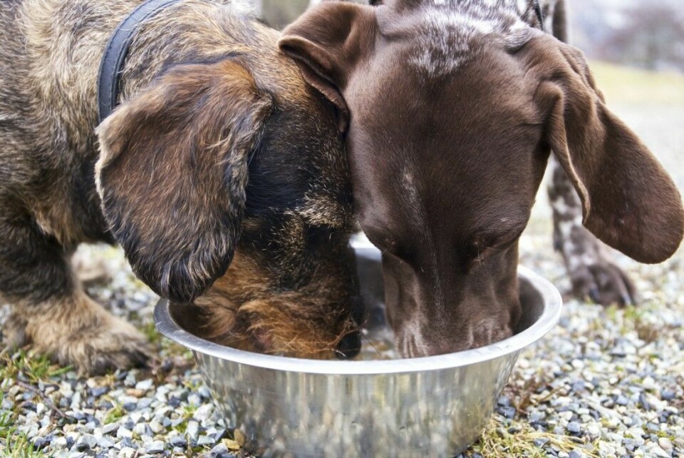 To hunder som spiser av samme skål.
