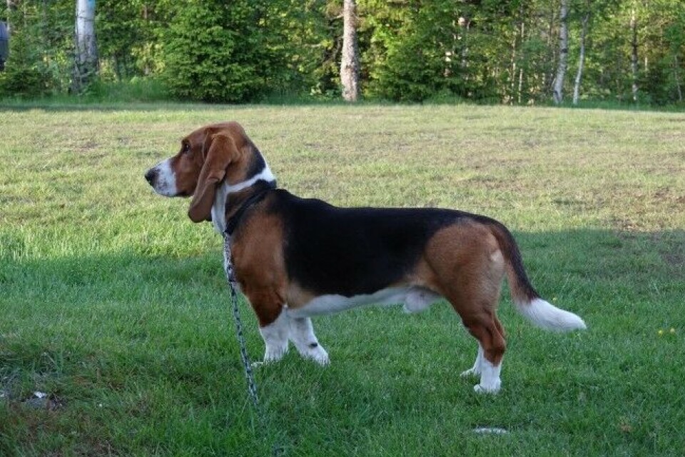 Basset Hjortefall’s Duke hadde en merittliste som imponerte juryen. Basset Hjortefall’s Duke hadde en merittliste som imponerte juryen.