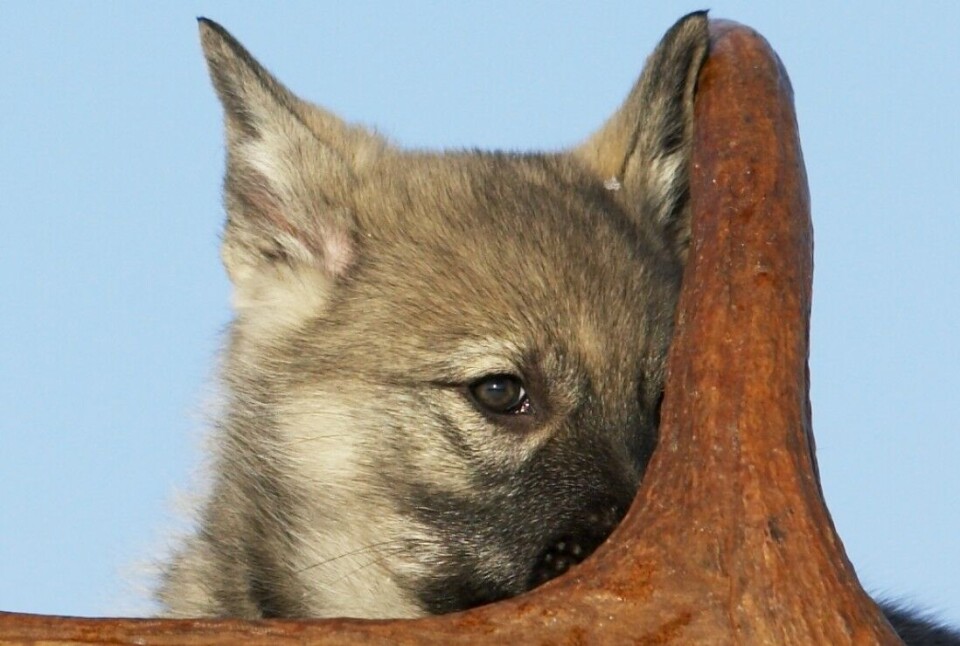 NJFF anbefaler å starte tidlig med å forme valpen til jakt- og familiehund. Kontakt- og dressurinnlæringen bør være på plass før hundens jaktinstinkt har utviklet seg for fullt. NJFF anbefaler å starte tidlig med å forme valpen til jakt- og familiehund. Kontakt- og dressurinnlæringen bør være på plass før hundens jaktinstinkt har utviklet seg for fullt.