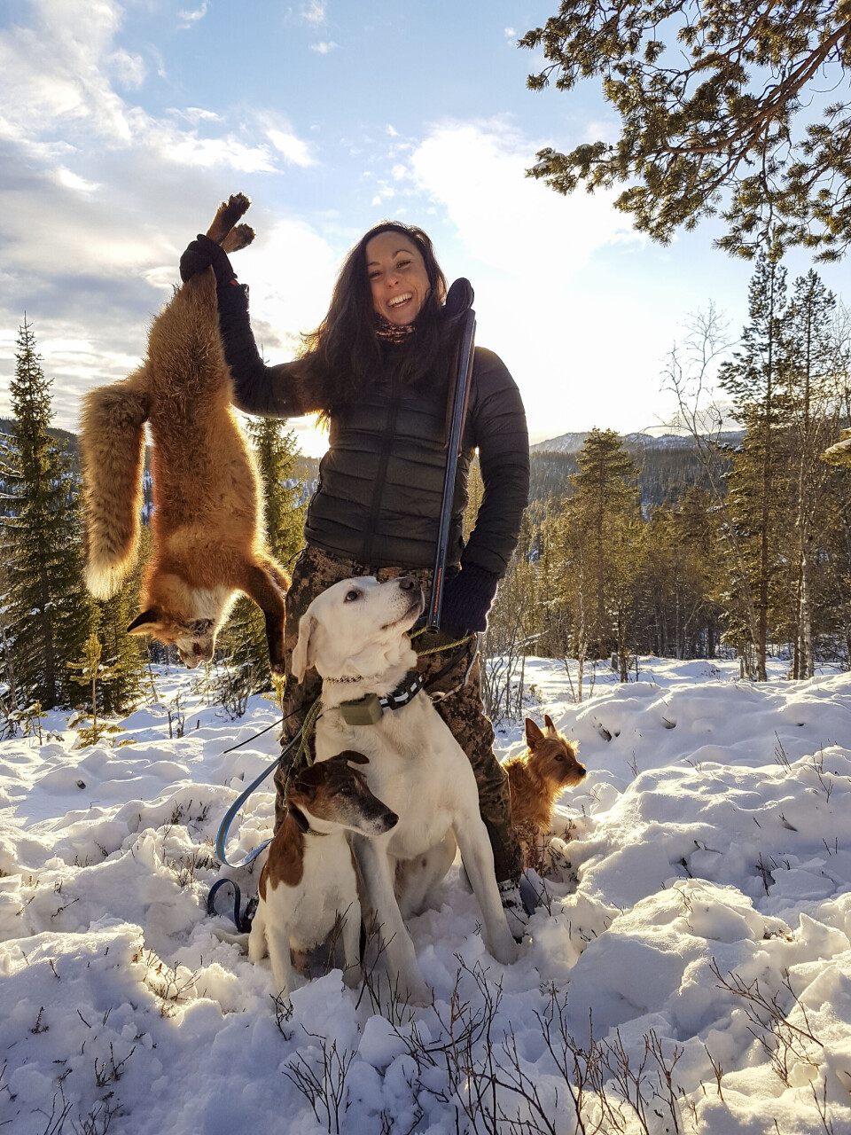 Revefall etter godt samspill mellom jeger og hunder varmer godt selv på en kald januardag. russisk støver, fox terrier. Revefall etter godt samspill mellom jeger og hunder varmer godt selv på en kald januardag. russisk støver, fox terrier.