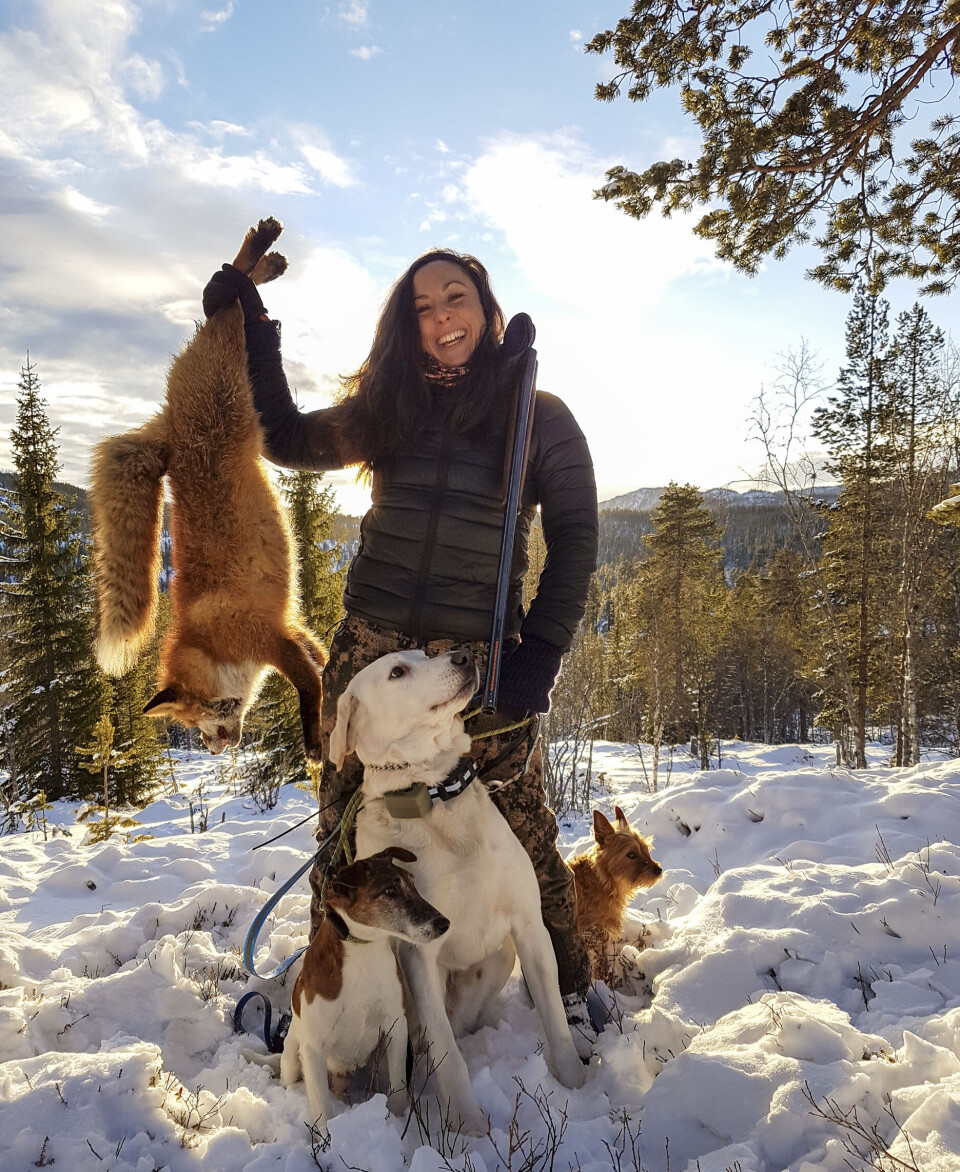 Revefall etter godt samspill mellom jeger og hunder varmer godt selv på en kald januardag. russisk støver, fox terrier.