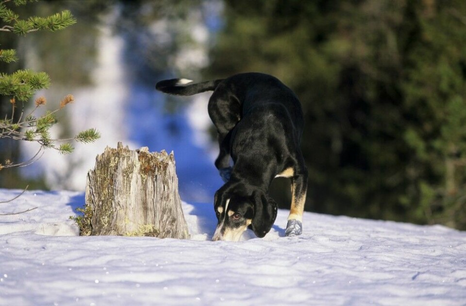 Nok tid i skogen er avgjørende for få fram en god revestøver. Hygenhund i aksjon. Denne støverrasen ble hovedsakelig formet på Ringerike, Lier og Bærum.