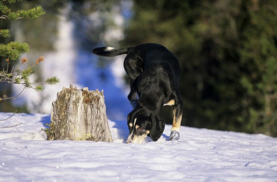 Nok tid i skogen er avgjørende for få fram en god revestøver. Hygenhund i aksjon. Denne støverrasen ble hovedsakelig formet på Ringerike, Lier og Bærum. Nok tid i skogen er avgjørende for få fram en god revestøver. Hygenhund i aksjon. Denne støverrasen ble hovedsakelig formet på Ringerike, Lier og Bærum.