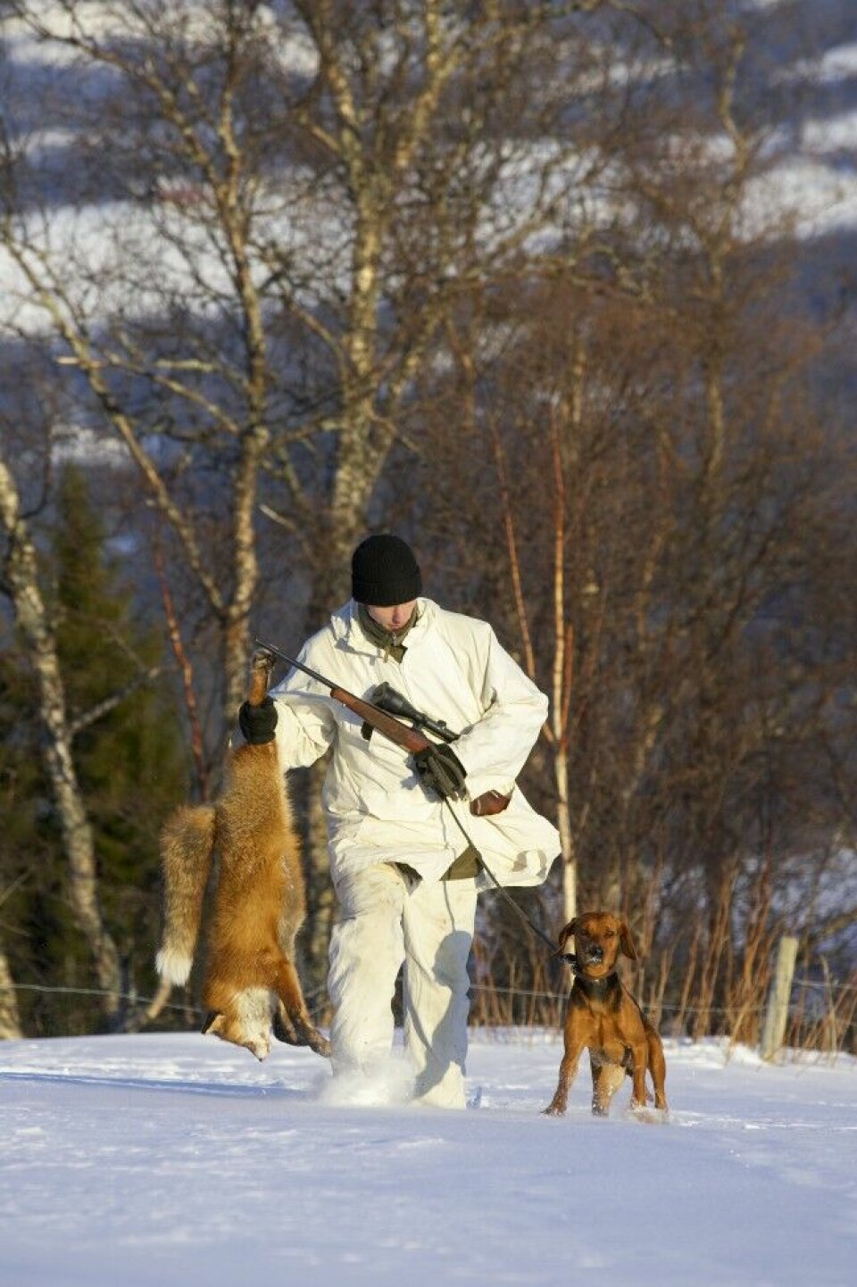 Vinteren er høytid for revejakt, da er også pelsen finest. Her er en schillerstøver etter en vellykket jakt.