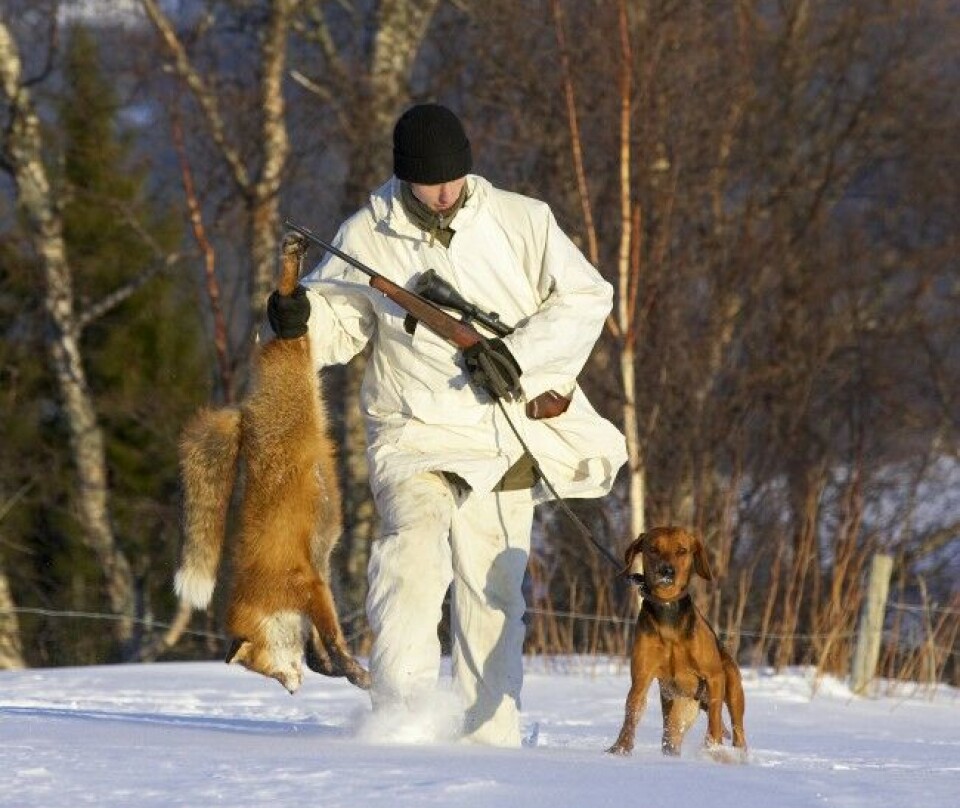 Vinteren er høytid for revejakt, da er også pelsen finest. Her er en schillerstøver etter en vellykket jakt.