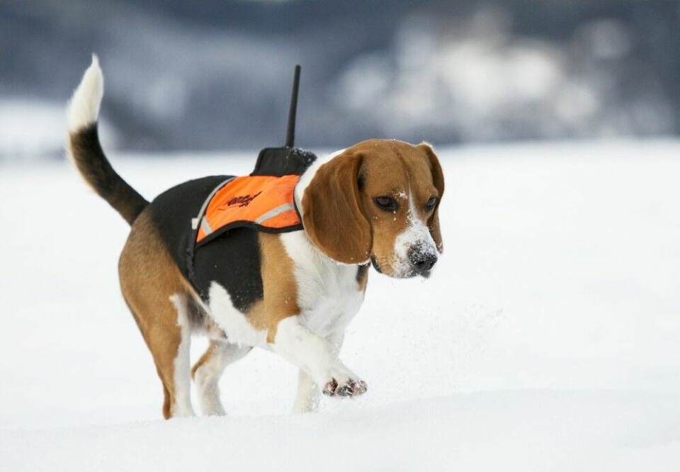 Vil du jakte både hare og rådyr og ønsker en kombihund, tilsier prøvestatistikken at beagle er det beste valget. Men husk at det også vil ha stor betydning hva du preger hunden på.