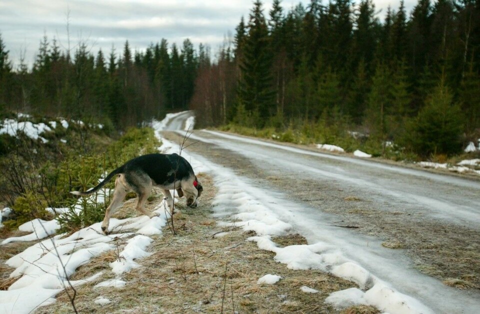 Kombinasjonen av barmark, skare, vei og temperaturfall gjorde dette til en ekstra utfordrende harelos for dunkeren. Kombinasjonen av barmark, skare, vei og temperaturfall gjorde dette til en ekstra utfordrende harelos for dunkeren.