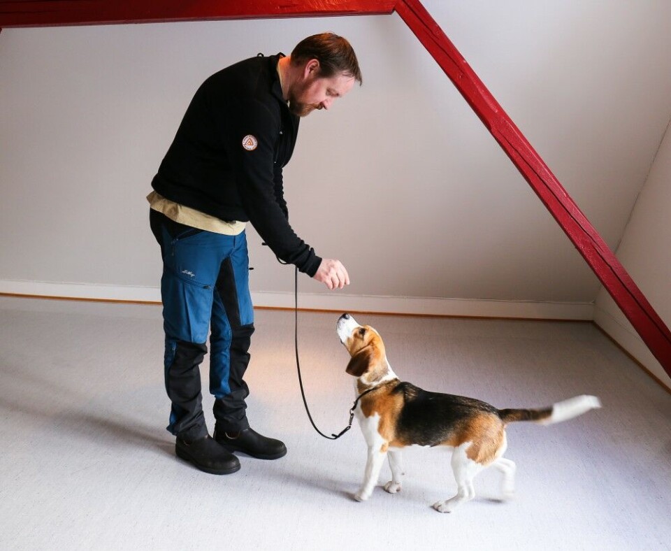 2. Før hånden med godbit ut og over hodet på hunden – uten å si noe. 2. Før hånden med godbit ut og over hodet på hunden – uten å si noe.