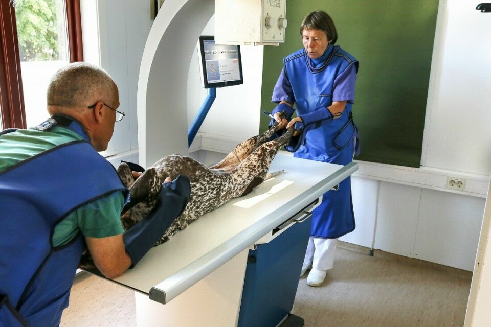 For en rekke oppdrettere og raseklubber er røntgenfotografering av unghundenes hofter nærmest standardprosedyre, men for flere av disse rasene har selektiv avl på HD-frie hunder hatt liten effekt. Her foretas en rutinemessig røntgenfotografering av en ung vorsehertispe ved Kongsberg veterinærkontor og smådyrklinikk. Denne hunden var HD-fri.