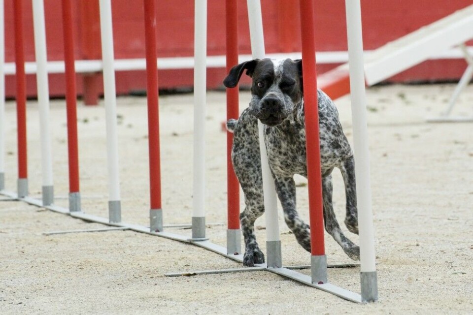Skillene mellom ulike «dressurskoler» og hundemiljøer blir stadig mer utvisket. Her aktiviseres en vorsteher med agility. En flott aktivitet som styrker kontakten mellom hund og eier. Skillene mellom ulike «dressurskoler» og hundemiljøer blir stadig mer utvisket. Her aktiviseres en vorsteher med agility. En flott aktivitet som styrker kontakten mellom hund og eier.